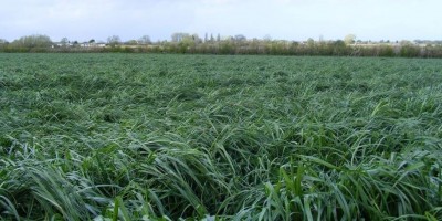 Adana Damızlık Koyun Kuzu Birliği