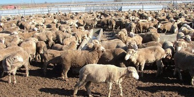 Adana Damızlık Koyun Kuzu Birliği