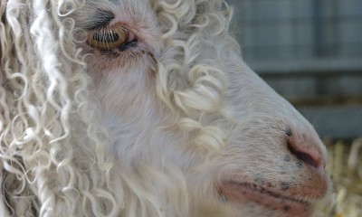 Koyun-Keçi çiçek hastalığı ve korunma yolları