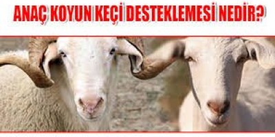 Adana Damızlık Koyun Kuzu Birliği