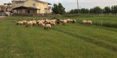 Adana Damızlık Koyun Kuzu Birliği