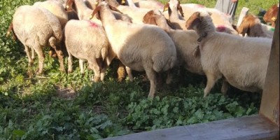 Adana Damızlık Koyun Kuzu Birliği