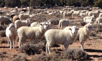 Tarım Bakanlığı 300 koyun son dakika 300 koyun başvuru şartları dağıtımı ne zaman​​​​​​​
