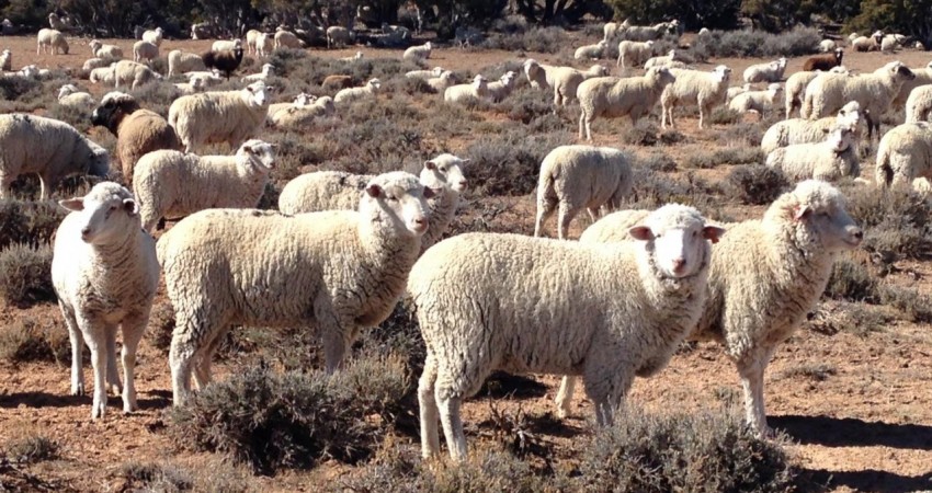Tarım Bakanlığı 300 koyun son dakika 300 koyun başvuru şartları dağıtımı ne zaman​​​​​​​