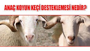 Anaç Koyun Keçi Desteklemesi Nedir?