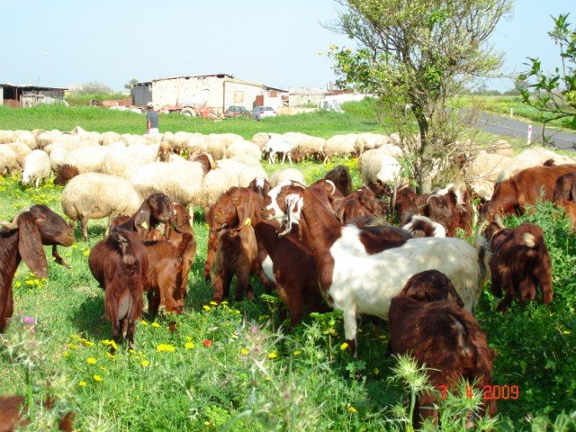 Koyun Keçi Hastalıkları