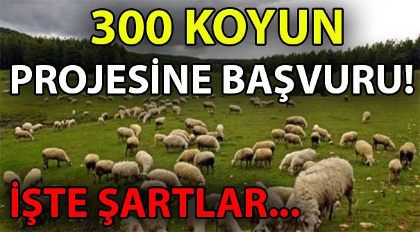 300 koyun projesi başvuru sayfası - 300 koyun şartları nelerdir?